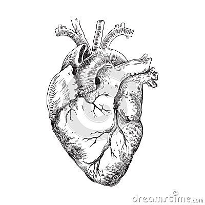 Anatomical heart black and white illustration Vector Illustration