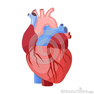 Anatomical heart isolated. Vector Illustration
