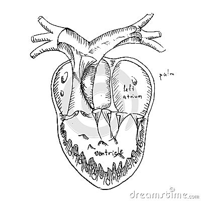 Anatomical heart - vector detailed illustration, human organ. Sketch anatomy drawing, cardiology. medical health, blood Vector Illustration