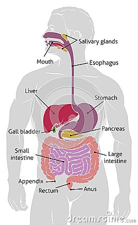 Human Gut Digestive System Gastrointestinal Tract Vector Illustration