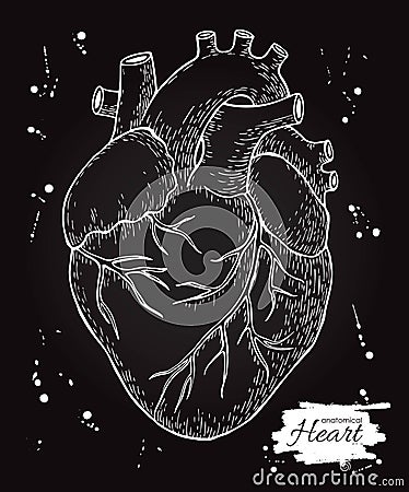 Anatomical human heart. Engraved detailed illustration. Hand drawn Vector Illustration