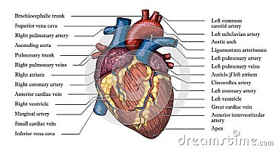 Anatomical Human heart hand drawn color poster with inscription Vector Illustration