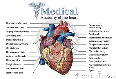 Anatomical Human heart hand drawn poster with inscription of ve Vector Illustration