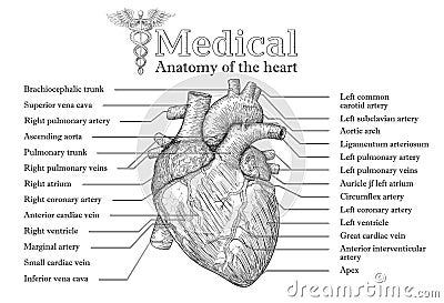 Anatomical Human heart hand drawn poster with inscription of ve Vector Illustration