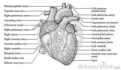 Anatomical Human heart hand drawn sketch with inscription of nam Vector Illustration