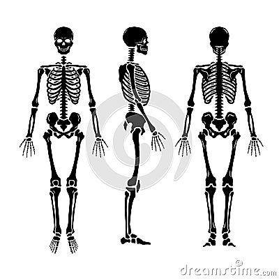 Anatomical human skeleton, in three positions. Vector Illustration