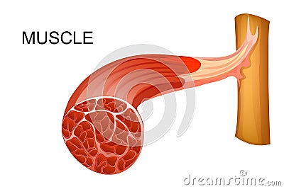 Anatomical illustration of muscle fibers for medical journals Vector Illustration