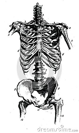 Anatomical illustration of a skeleton Cartoon Illustration