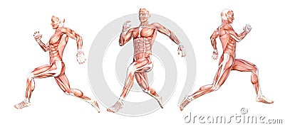 Anatomical man running muscles Cartoon Illustration