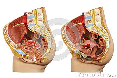 Anatomical model female pelvis Stock Photo