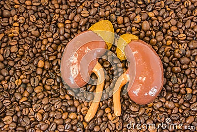 Anatomical model of kidneys with adrenals lies on scattered roasted coffee beans. Effect of coffee and caffeine on excretory funct Stock Photo