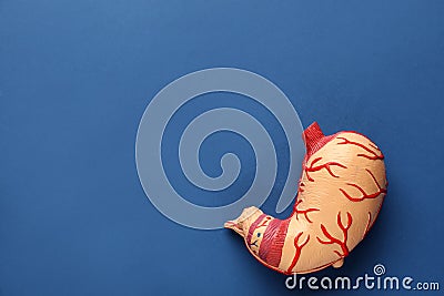 Anatomical model of stomach on blue background, top view with space for text. Gastroenterology Stock Photo