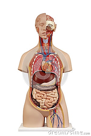 Anatomical model unisex torso Stock Photo