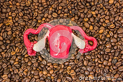 Anatomical model of uterus with ovaries lies on scattered roasted coffee beans. Effect of coffee and caffeine on reproductive func Stock Photo