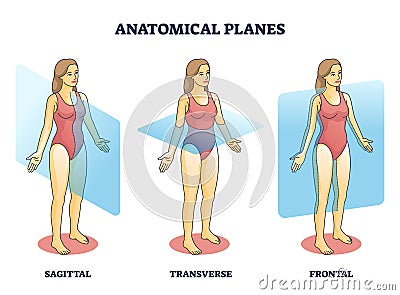 Anatomical planes examples for medical human body transection outline diagram Vector Illustration