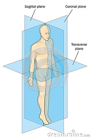 Anatomical planes of section Vector Illustration