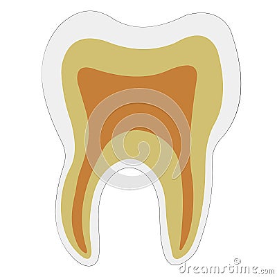 Anatomical shape tooth dentin Enamel pulp, vector logo teeth structure for dental clinic Vector Illustration