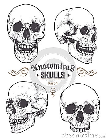 Anatomical Skulls Vector Set Vector Illustration