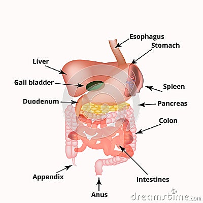 Anatomical structure of the abdominal organs. Spleen, liver, gallbladder, stomach, intestines, colon, pancreas. Vector Cartoon Illustration