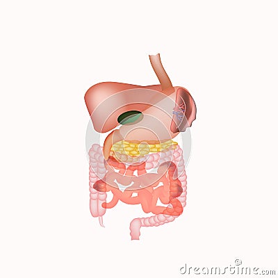 Anatomical structure of the abdominal organs. Spleen, liver, gallbladder, stomach, intestines, colon, pancreas. Vector Cartoon Illustration