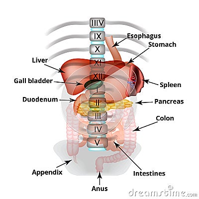 Anatomical structure of the abdominal organs. Spleen, liver, gallbladder, stomach, intestines, colon, pancreas. Vector Cartoon Illustration