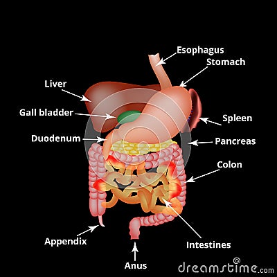 Anatomical structure of the abdominal organs. Spleen, liver, gallbladder, stomach, intestines, colon, pancreas. Vector Cartoon Illustration