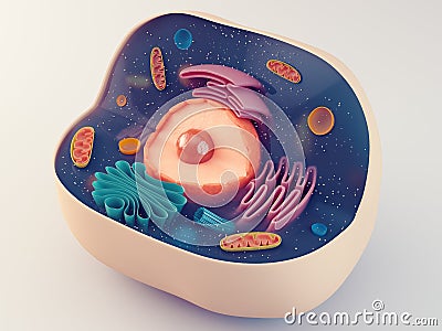 Anatomical structure of animal cell Stock Photo