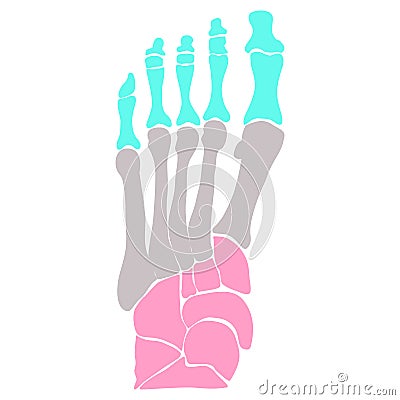 Anatomical structure of the bones of the foot. Vector illustration. Vector Illustration