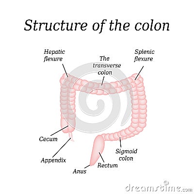 The anatomical structure of the colon. Vector illustration on background Vector Illustration
