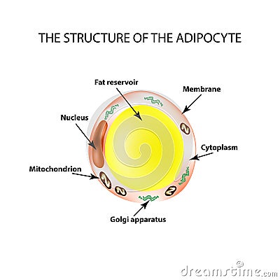 The anatomical structure of the fat cells. Adipocyte. Infographics. Vector illustration on isolated background Vector Illustration