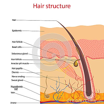 The anatomical structure of the hair on the head of a person under a microscope close-up. Vector illustration. Vector Illustration