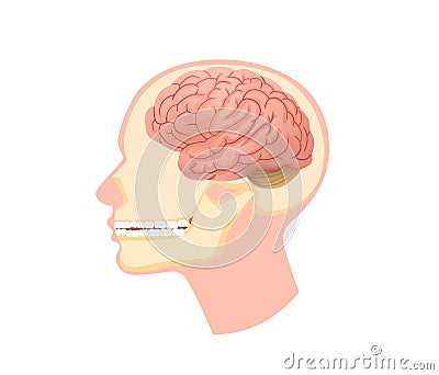 Anatomical structure human head illustration. Skull in section with brain and submandibular muscles dental. Vector Illustration