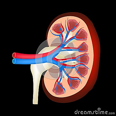 The anatomical structure of kidney. Vector illustration on a black background Vector Illustration