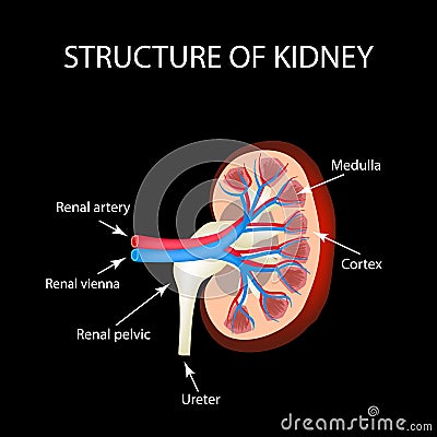 The anatomical structure of kidney. Vector illustration on a black background Vector Illustration