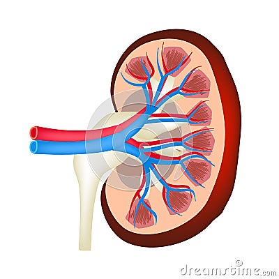 The anatomical structure of kidney. Vector illustration on isolated background Vector Illustration