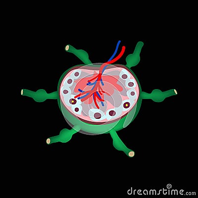 The anatomical structure of the lymph node. Infographics. Vector illustration on a black background Vector Illustration