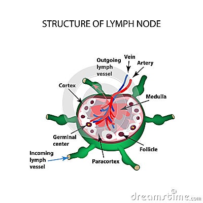 The anatomical structure of the lymph node. Infographics. Vector illustration on isolated background Vector Illustration