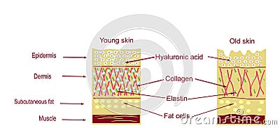 The anatomical structure of the skin. Elastin, hyaluronic acid, collagen. Skin aging, wrinkles before and after Stock Photo