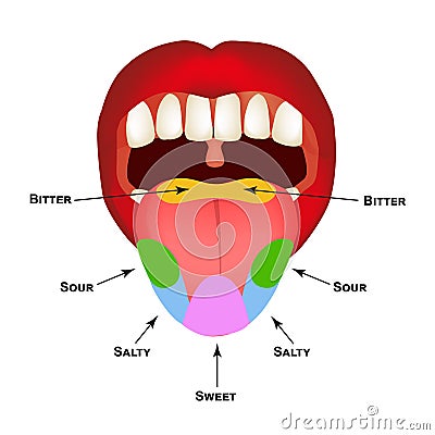 Anatomical structure of the tongue. Taste buds on the tongue. Bitter, salty, sour, sweet taste. Infographics. Vector Vector Illustration