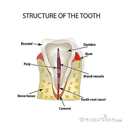 The anatomical structure of the tooth. Infographics. Vector illustration on isolated background Vector Illustration