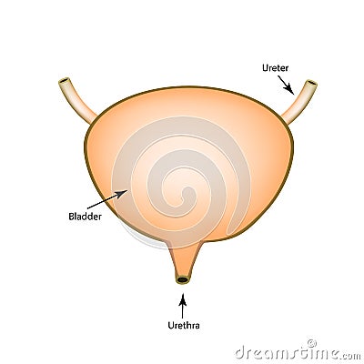 Anatomical structure of the Urinary bladder. Infographics. Vector illustration on isolated background Vector Illustration