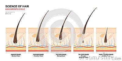 Anatomical training poster. Hair growth phase step by step. Stages of the hair growth cycle. Anagen, telogen, catagen Vector Illustration