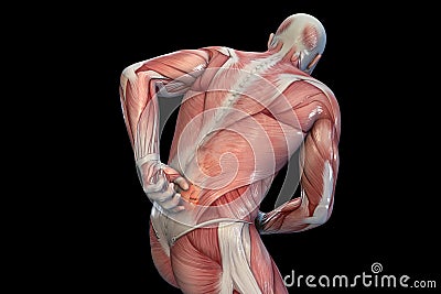 Anatomical vision back pain. 3D illustration. Cartoon Illustration