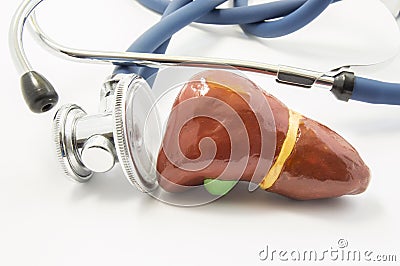 The anatomical volume shape of human liver, which examines the stethoscope. Concept photo to indicate the determination of liver f Stock Photo