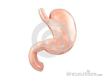 Anatomically accurate realistic 3d illustration of human internal organ - stomach Cartoon Illustration