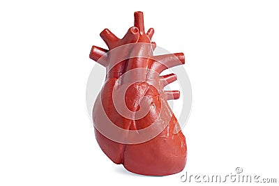 Large size human heart model isolated on white Stock Photo