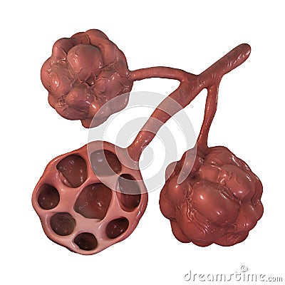 Anatomy of alveoli in lungs Cartoon Illustration