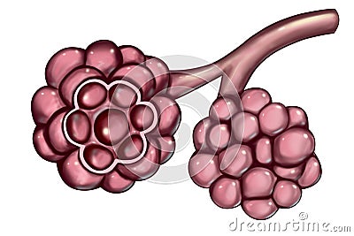 Anatomy of alveoli in lungs Cartoon Illustration