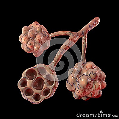 Anatomy of alveoli in lungs Cartoon Illustration