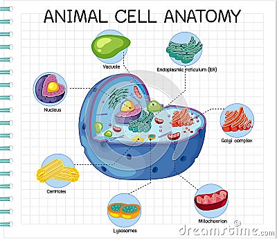 Anatomy of animal cell (Biology Diagram Vector Illustration